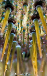 Sea Urchin close-up by Kazım Elgin 